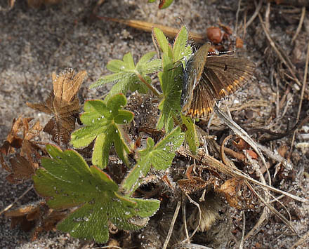 Rødplettet Blåfugl, Aricia agestis hun undersøger Blød Storkenæb blad før den lægger æg. Ulstrup, Røsnæs, Vestsjælland d. 30 juli 2014. Fotograf; Lars Andersen