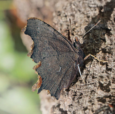 Det Hvide C, Polygonia c-album. Pinseskoven d. 6 August 2014. Fotograf; Lars Andersen