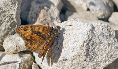 Vejrandje, Lasiommata megera han. Prags Boulevard/ Pyrolysegrunden, Amager. d. 14 august 2014. Fotograf: Lars Andersen