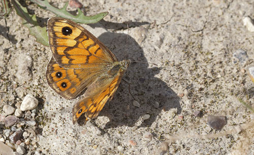 Vejrandje, Lasiommata megera hun. Prags Boulevard/ Pyrolysegrunden, Amager. d. 14 august 2014. Fotograf: Lars Andersen