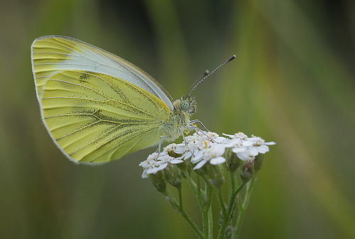 Grnret Klsommerfugl, Pieris napi hun. H/F Prvestenens Kolonihaveforening, Amager. d. 14 august 2014. Fotograf: Lars Andersen