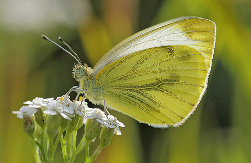 Grønåret Kålsommerfugl, Pieris napi hun. H/F Prøvestenens Kolonihaveforening, Amager. d. 14 august 2014. Fotograf: Lars Andersen