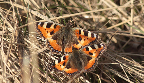 Nldens Takvinge, Aglais urticae kurmageri. Amager Flled, Amager d. 10 marts 2014. Fotograf: Lars Andersen