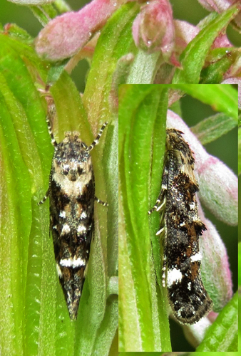 Mompha conturbatella. Sølsted Mose, Tønder, Sønderjylland d. 28 juni 2014. Fotograf; Linda Kjær-Thomsen