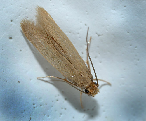 Klædemøl, Tineola bisselliella. Sundby, Amager d. 3 Marts 2014. Fotograf: Lars Andersen