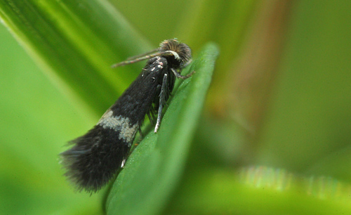 Minérmøl, Stigmella species (måske Ectoedemia occultella?). Åmosen, Vestsjælland d. 7 maj 2014. Fotograf; Lars Andersen
