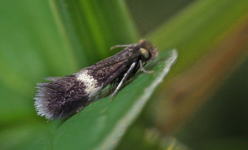 Minrml, Stigmella species (mske Ectoedemia occultella?).  mosen, Vestsjlland d. 7 maj  2014. Fotograf; Lars Andersen