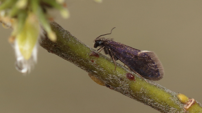 Muligvis en Eriocrania semipurpurella? Pinseskoven d. 6 april 2014. Fotograf; Lars Andersen