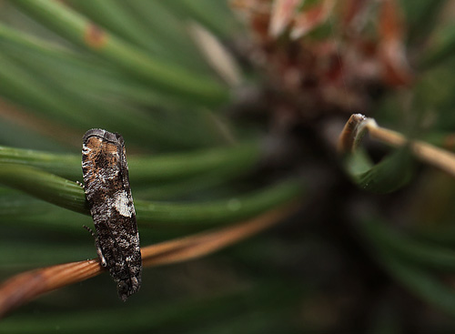 Epinotia rubiginosana. Melby Overdrev, Nordsjlland. d. 18 Maj 2014. Fotograf: Lars Andersen