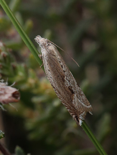 Ancylis subarcuana. Melby Overdrev, Nordsjælland. d. 18 Maj 2014. Fotograf: Lars Andersen