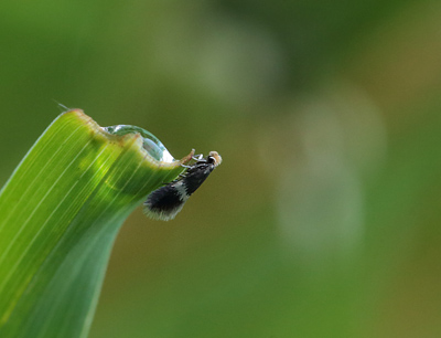Minérmøl, Stigmella species. Humlebjerget, Haraldsted Sø, Midtsjælland d. 20 maj 2014. Fotograf; Lars Andersen