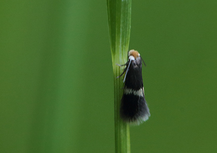 Minérmøl, Stigmella species. Humlebjerget, Haraldsted Sø, Midtsjælland d. 20 maj 2014. Fotograf; Lars Andersen