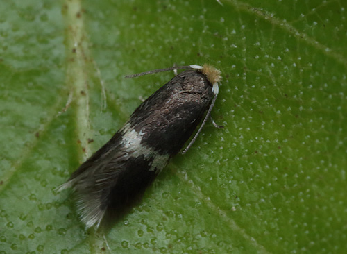 Minérmøl, Stigmella species. Bøtø Plantage, det østlige Falster d. 21 maj 2014. Fotograf; Lars Andersen