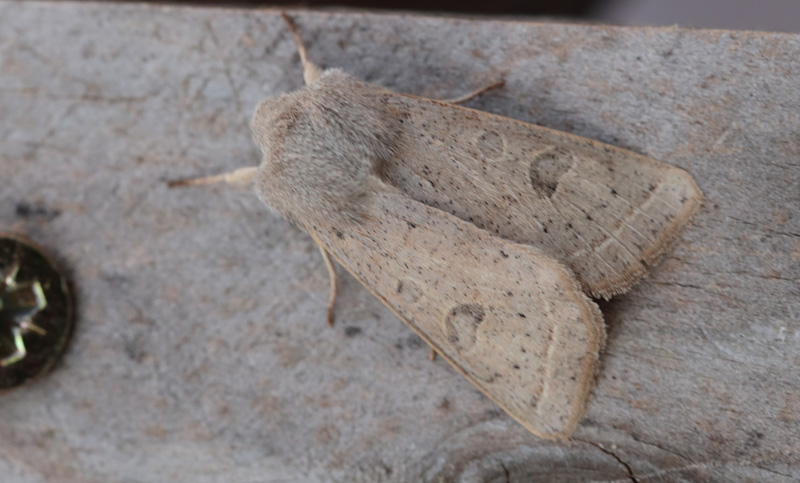 Grå Forårsugle, Orthosia gracilis. Arrenakke d. 21 april 2014. Fotograf; Lars Andersen