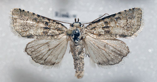 Nyctobrya muralis d. 15 august 2013. Fotograf: Per Adel Hansen