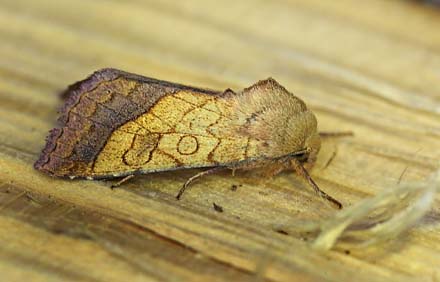 Krageklougle, Pyrrhia umbra. Arrenakke, Nordsjlland d. 15 juni 2014. Fotograf; Lars Andersen. 