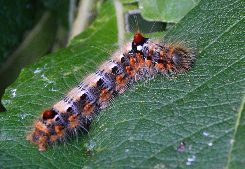 Streg-Mneplet, Clostera anachoreta larve. Bjerget, Lolland, Danmark d. 27 august 2014. Fotograf; Claus Grahndin