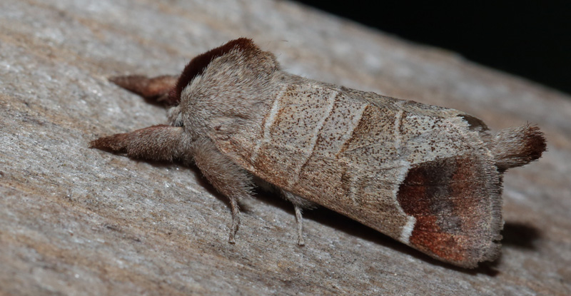 Lille Mneplet, Clostera curtula. Arrenakke d. 21 april 2014. Fotograf; Lars Andersen