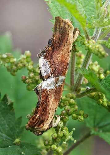 Navr-Kamelspinder, Ptilodon cucllina parring. Kidnakke, Lolland d. 30 august 2014. Fotograf; Claus Grahndin