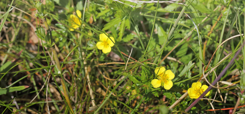 Tormentil, Potentilla erecta. Melby Overdrev, Nordsjlland d. 17 maj 2014.  Fotograf; Lars Andersen