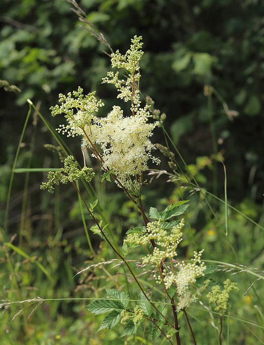 Almindelig Mjdurt, Filipendula ulmaria. Gunderup Kohave, Stevns d. 27 juni 2014. Fotograf: Lars Andersen