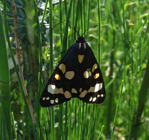 Jomfrubjørn, Callimorpha dominula. Stenholts Indelukke juni 2006. Fotograf; Henrik S. Larsen