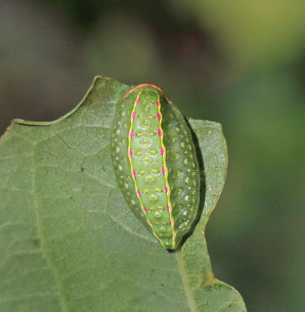 Sneglespinder, Apoda limacodes larve på egeblad. Grevindeskov, Jyderup, Vestsjælland d. 27 september 2014. Fotograf; Lars Andersen
