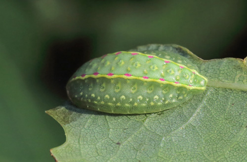 Sneglespinder, Apoda limacodes larve på egeblad. Grevindeskov, Jyderup, Vestsjælland d. 27 september 2014. Fotograf; Lars Andersen