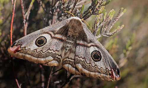 Natpåfugleøje, Saturnia pavonia hun. Melby Overdrev, Nordsjælland. d. 17 Maj 2014. Fotograf: Lars Andersen