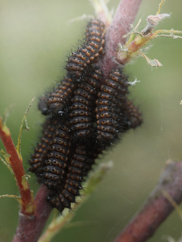 Natpfugleje, Saturnia pavonia larver. Melby Overdrev, Nordsjlland. d. 18 Maj 2014. Fotograf: Lars Andersen