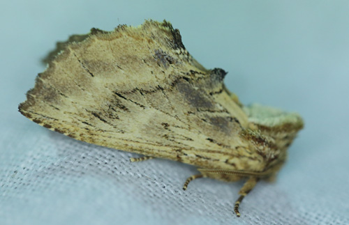 Kamelspinder, Ptilodon capucina (Linnaeus, 1758). Arrenakke, Nordsjllandd. 14 juni 2014. Fotograf; Lars Andersen