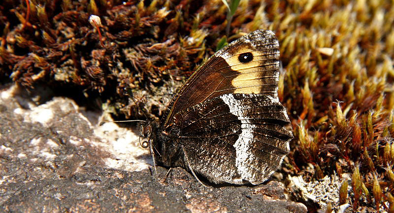 Klipperandøje, Hipparchia alcyone norvegica.Treungen, Telemarken, Norge d. 27 juni 2009. Fotograf: Tom Nygaard Kristensen