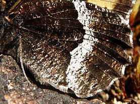 Klipperandøje, Hipparchia alcyone norvegica.Treungen, Telemarken, Norge d. 27 juni 2009. Fotograf: Tom Nygaard Kristensen