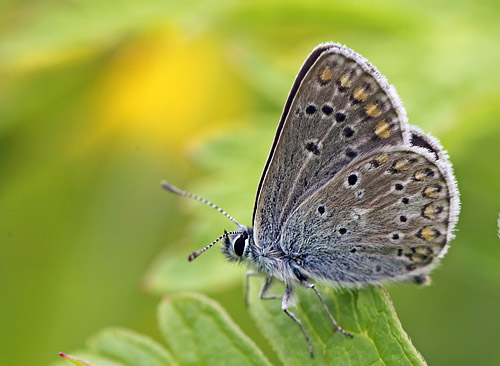 Sortbrun Blfugl, Aricia artaxerxes ssp.: opheimi (Hegh-Guldberg,1966) hun. Dalen, Aust-Auger, Norge 9  Juli 2013. Fotograf: Lars Andersen