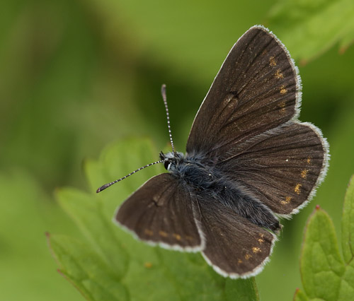 Sortbrun Blfugl, Aricia artaxerxes ssp.: opheimi (Hegh-Guldberg,1966) han. Dalen, Aust-Auger, Norge 9  Juli 2013. Fotograf: Lars Andersen