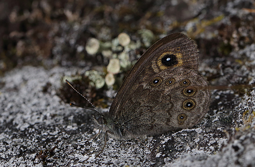 Skovvejrandje, Lasiommata maera (Linnaeus, 1758) han. Dalen, Aust-Auger, Norge. d. 9 juli 2013. Fotograf: Lars Andersen