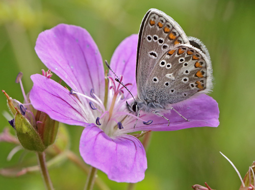 Sortbrun Blfugl, Aricia artaxerxes ssp.: opheimi (Hegh-Guldberg,1966). Dalen, Aust-Auger, Norge 9  Juli 2013. Fotograf: Lars Andersen