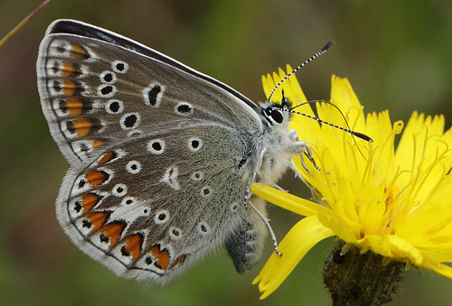 Almindelig blåfugl, Polyommatus icarus hun. Dalen, Telemarken, Norge d. 9 Juli 2013. Fotograf: Lars Andersen