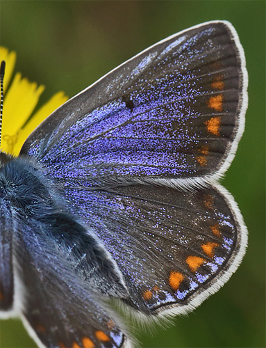 Almindelig blåfugl, Polyommatus icarus hun. Dalen, Telemarken, Norge d. 9 Juli 2013. Fotograf: Lars Andersen