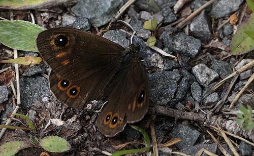 Skovvejrandøje, Lasiommata maera (Linnaeus, 1758) han. Dalen, Aust-Auger, Norge. d. 9 juli 2013. Fotograf: Lars Andersen