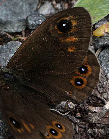 Skovvejrandje, Lasiommata maera (Linnaeus, 1758) han. Dalen, Aust-Auger, Norge. d. 9 juli 2013. Fotograf: Lars Andersen