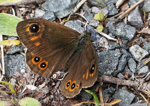 Skovvejrandje, Lasiommata maera (Linnaeus, 1758) han. Dalen, Aust-Auger, Norge. d. 9 juli 2013. Fotograf: Lars Andersen