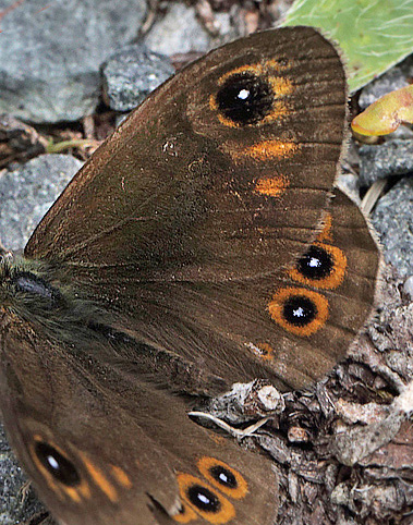 Skovvejrandje, Lasiommata maera (Linnaeus, 1758) han. Dalen, Aust-Auger, Norge. d. 9 juli 2013. Fotograf: Lars Andersen