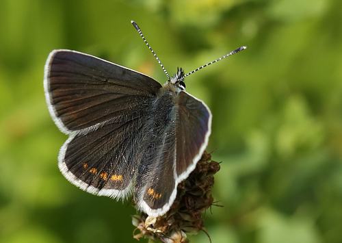 Sortbrun Blfugl, Aricia artaxerxes ssp.: opheimi (Hegh-Guldberg,1966) han. Dalen, Aust-Auger, Norge 9  Juli 2013. Fotograf: Lars Andersen