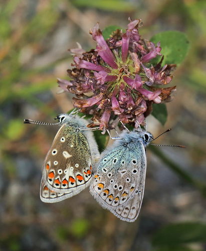 Almindelig blåfugl, Polyommatus icarus parring. Dalen, Telemarken, Norge d. 9 Juli 2013. Fotograf: Lars Andersen