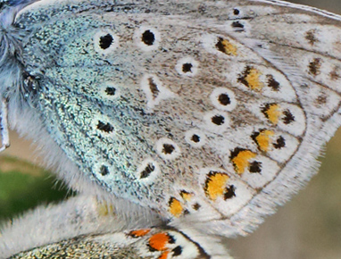 Almindelig blåfugl, Polyommatus icarus parring. Dalen, Telemarken, Norge d. 9 Juli 2013. Fotograf: Lars Andersen