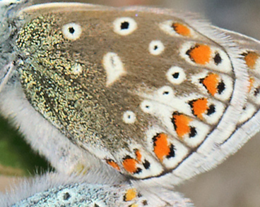 Almindelig blåfugl, Polyommatus icarus parring. Dalen, Telemarken, Norge d. 9 Juli 2013. Fotograf: Lars Andersen
