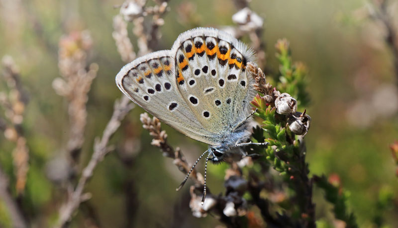  Argusblvinge, Plebejus argus han. Telemarken 950 m., Norge d. 10 juli 2013. Fotograf; Lars Andersen