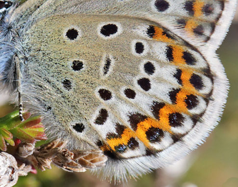 Argusblåvinge, Plebejus argus han. Telemarken 950 m., Norge d. 10 juli 2013. Fotograf; Lars Andersen