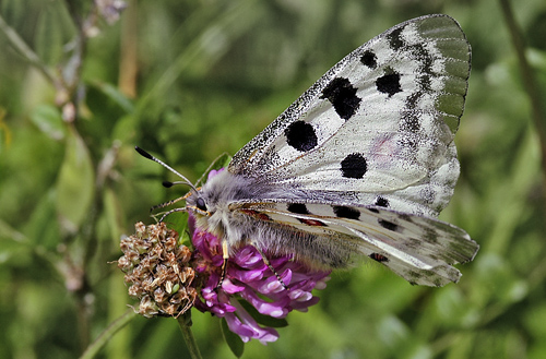 Apollo, Parnassius apollo. Dalen, Aust-Auger, Norge. 10  juli 2013. Fotograf: Tom N. Kristensen